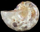 Sliced, Agatized Ammonite Fossil (Half) - Jurassic #54057-1